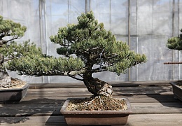 Japanese White Pine (Pinus Parviflora)