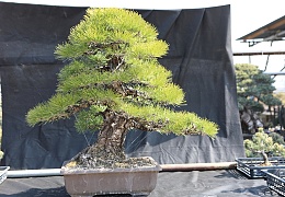 Japanese Black Pine - Pinus Thunbergii