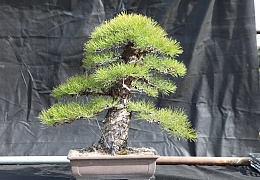 Japanese Black Pine - Pinus Thunbergii