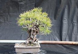 Nishiki Matsu Cork Bark Japanese pine 