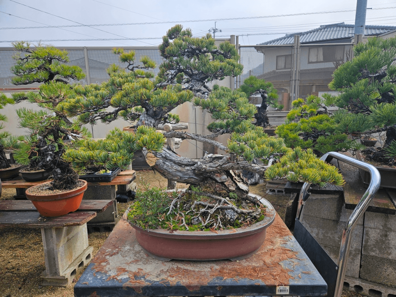 Japanese White Pine (Pinus Parviflora)