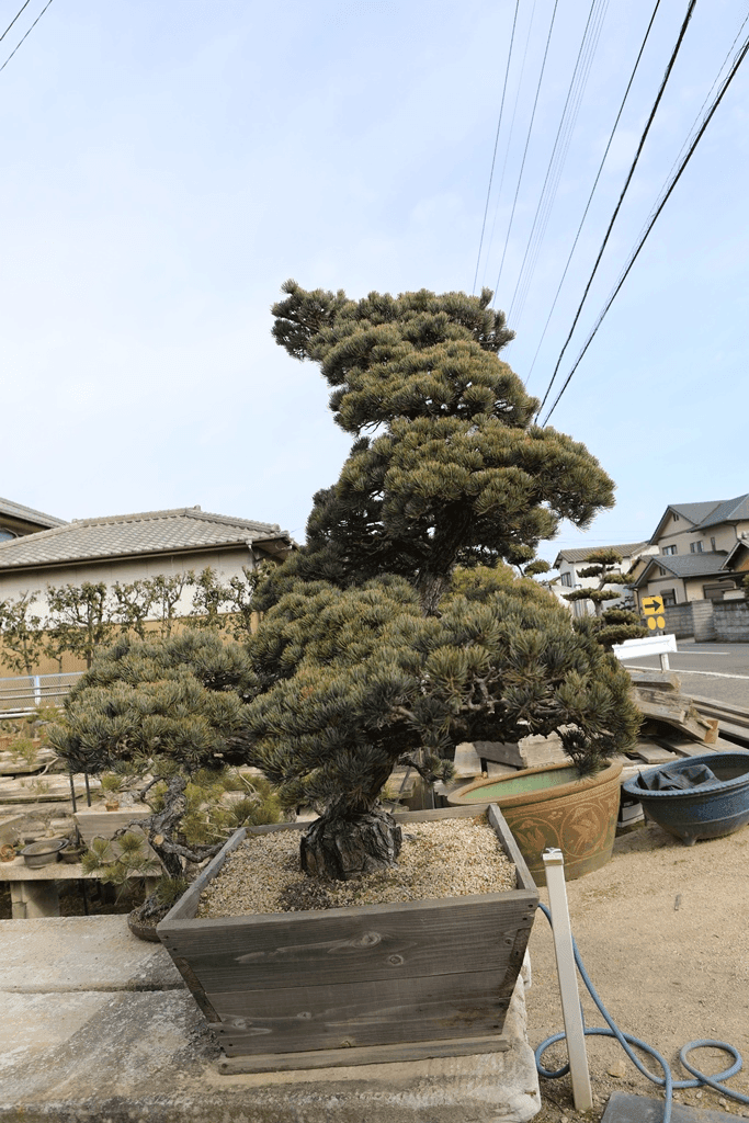 Japanese White Pine (Pinus Parviflora)
