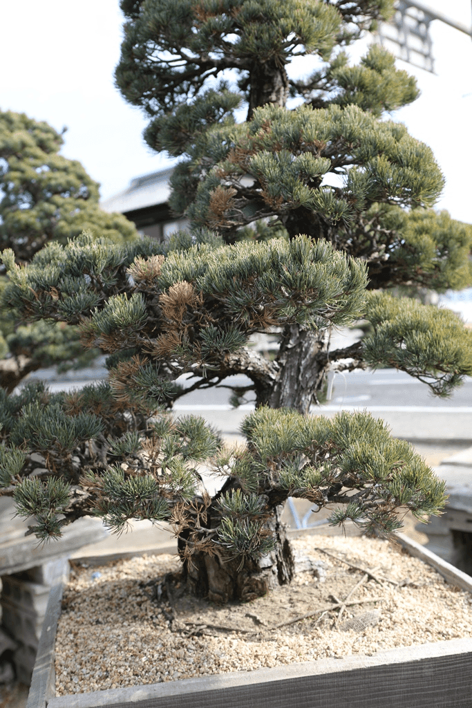 Japanese White Pine (Pinus Parviflora)
