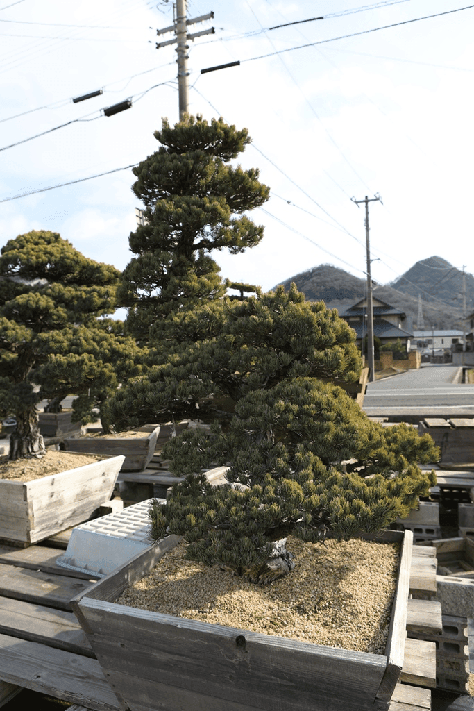 Japanese White Pine (Pinus Parviflora)