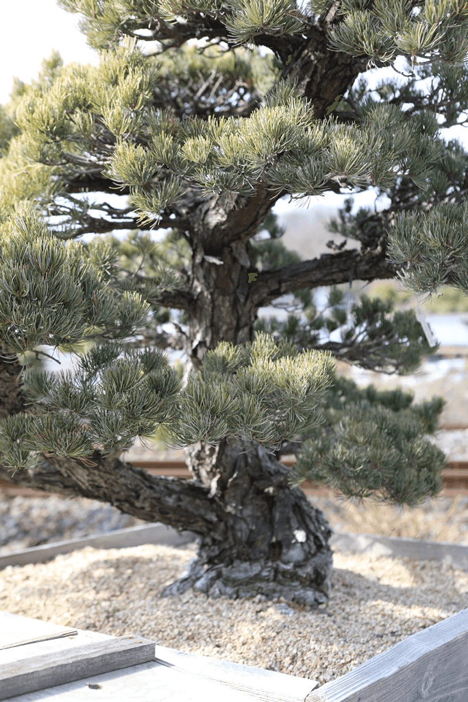 Japanese White Pine (Pinus Parviflora)