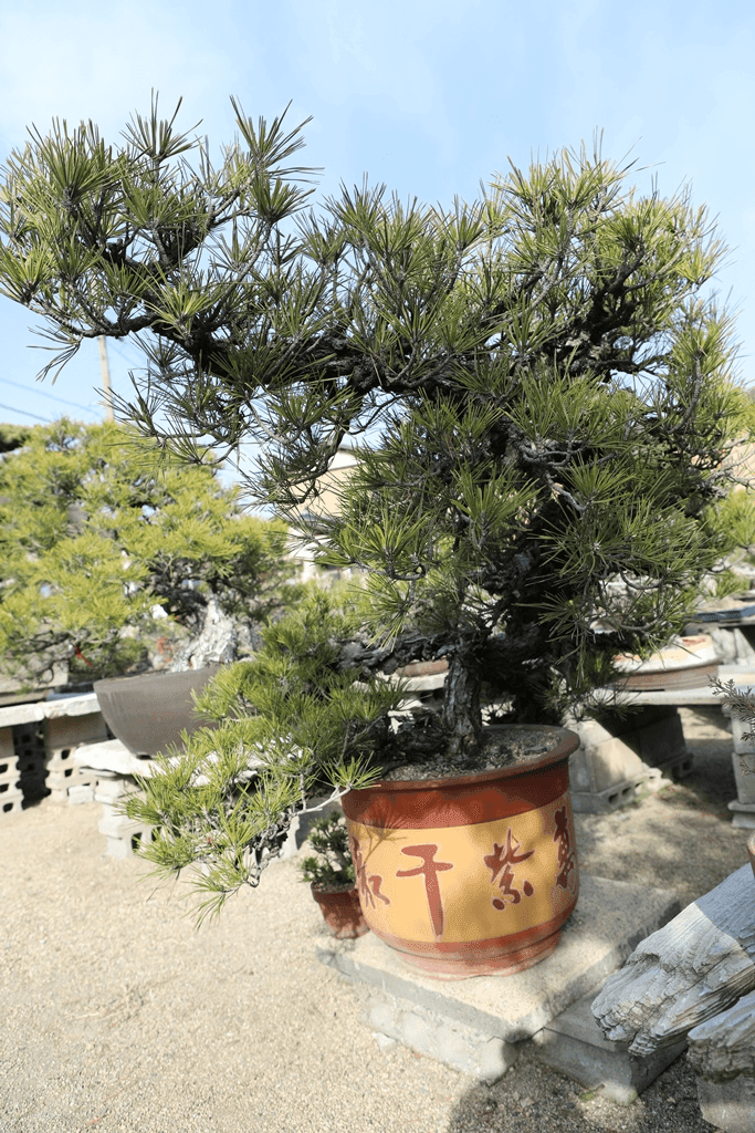 Nishiki Matsu 150 Years Old