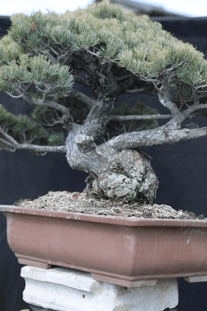Japanese White Pine (Pinus Parviflora)
