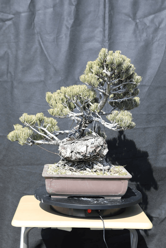 Japanese White Pine (Pinus Parviflora)