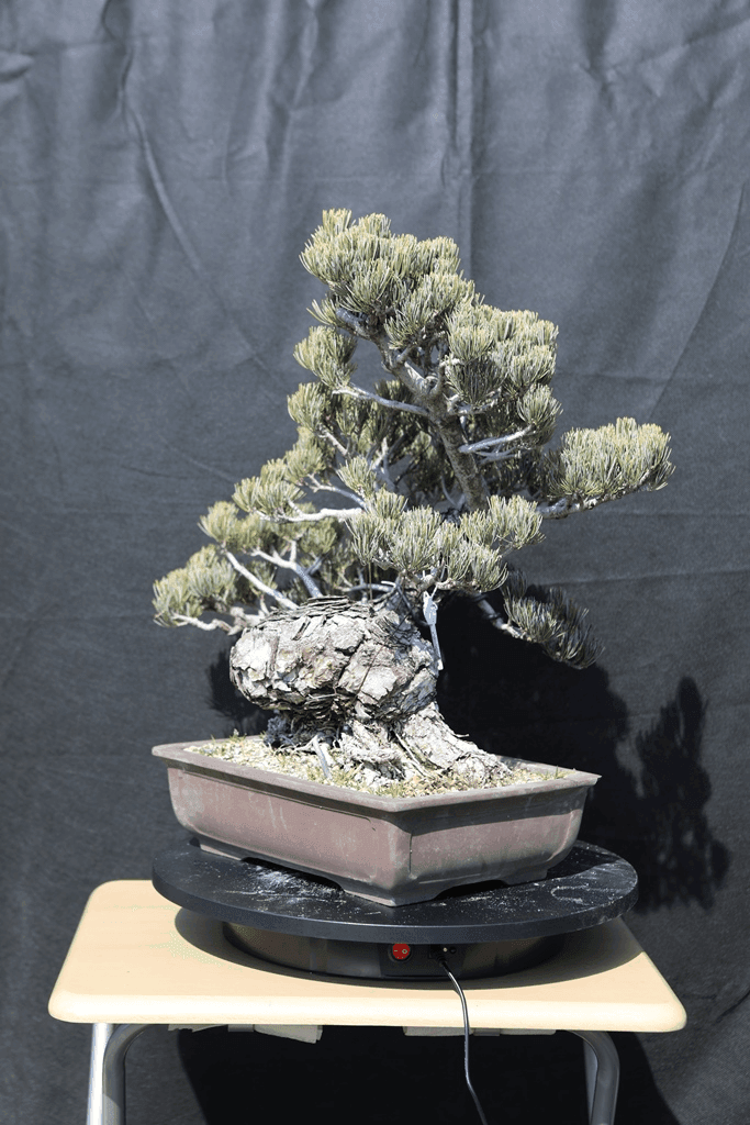 Japanese White Pine (Pinus Parviflora)