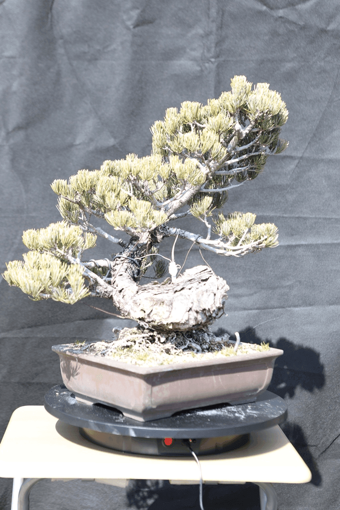 Japanese White Pine (Pinus Parviflora)