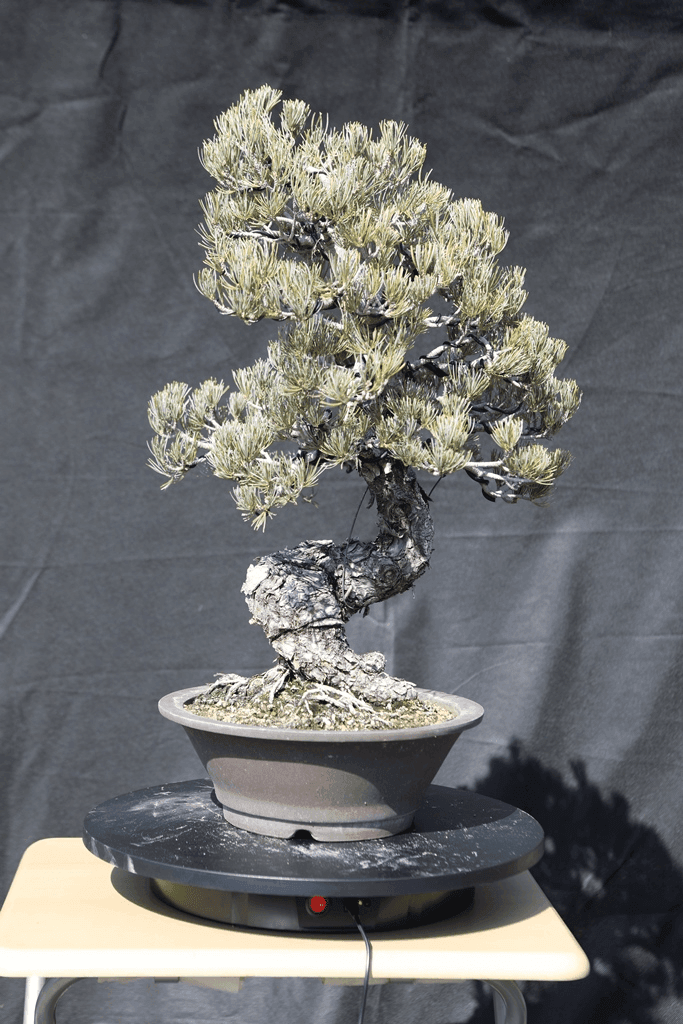 Japanese White Pine (Pinus Parviflora)