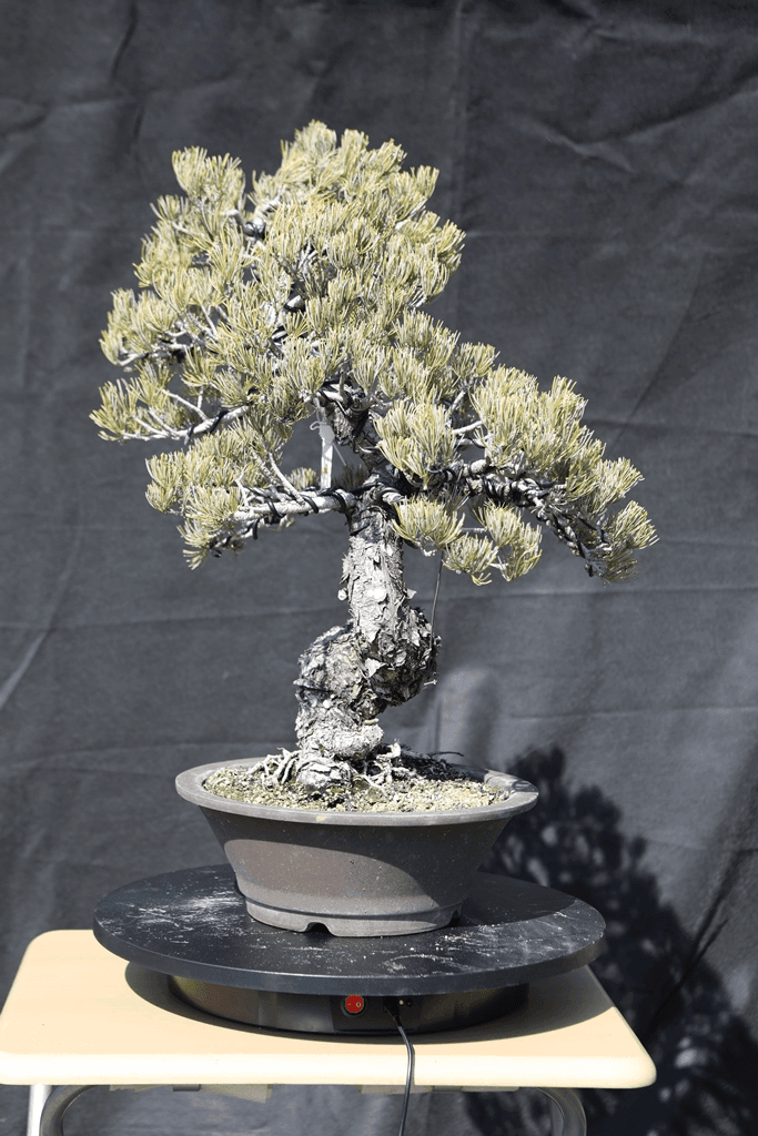 Japanese White Pine (Pinus Parviflora)