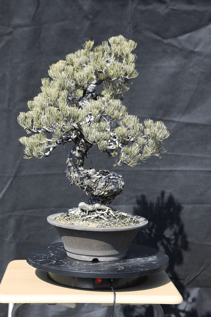 Japanese White Pine (Pinus Parviflora)