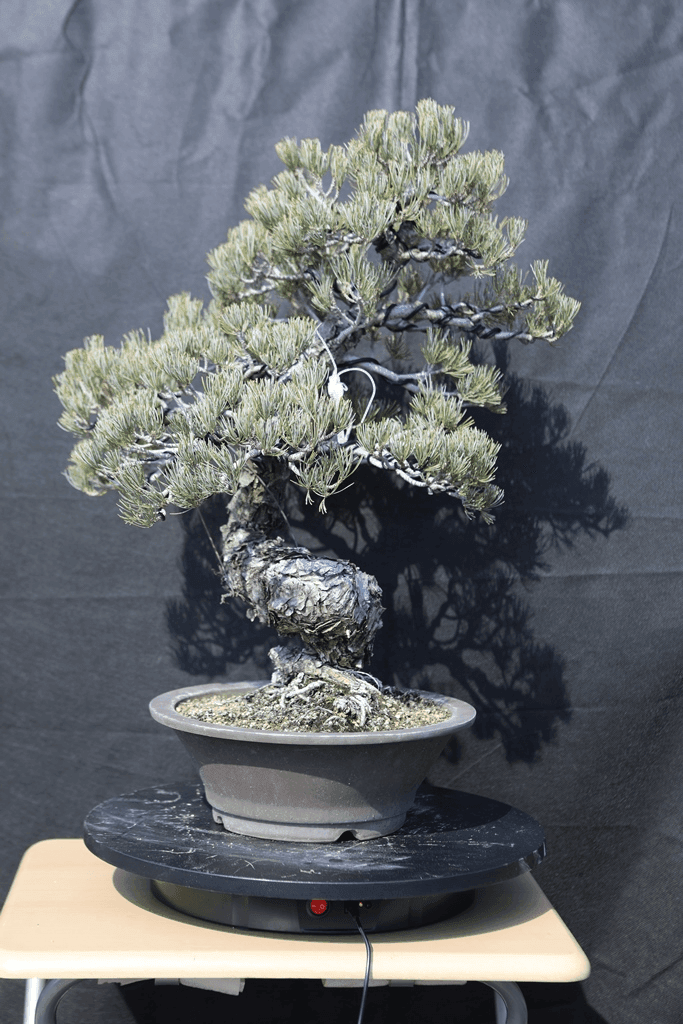Japanese White Pine (Pinus Parviflora)