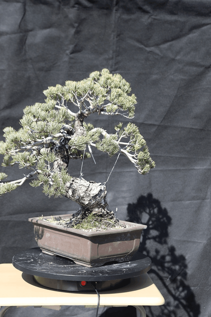 Japanese White Pine (Pinus Parviflora)