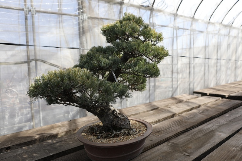 Japanese White Pine (Pinus Parviflora)