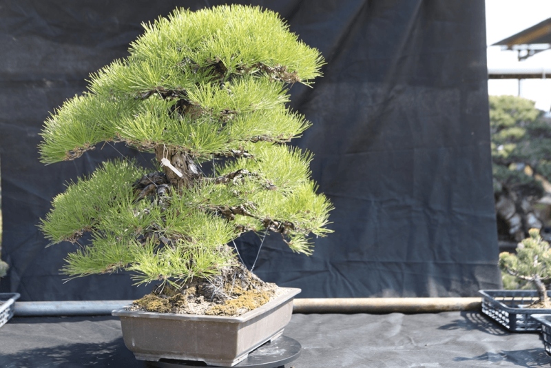 Japanese Black Pine - Pinus Thunbergii