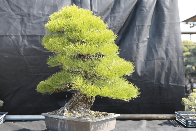 Japanese Black Pine - Pinus Thunbergii