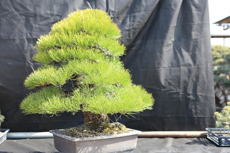 Japanese Black Pine - Pinus Thunbergii