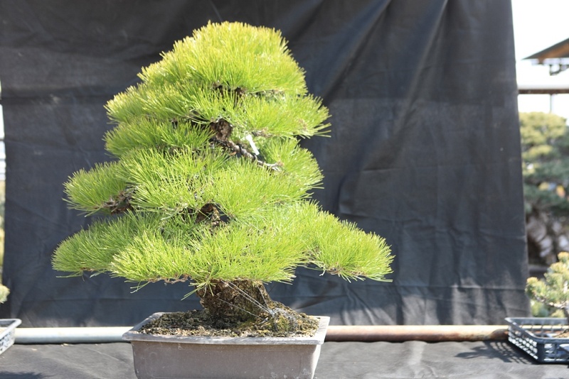 Japanese Black Pine - Pinus Thunbergii