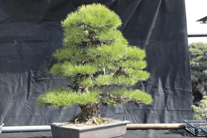 Japanese Black Pine - Pinus Thunbergii