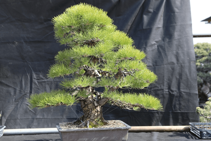 Japanese Black Pine - Pinus Thunbergii