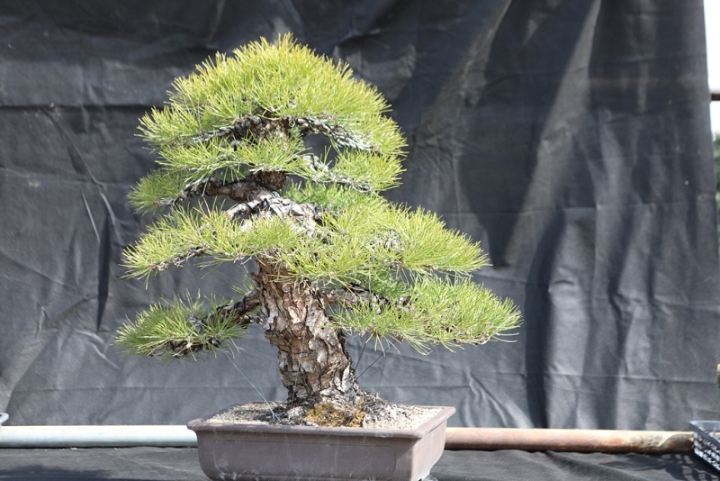 Japanese Black Pine - Pinus Thunbergii