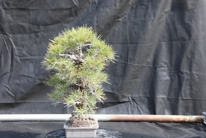 Nishiki Matsu Cork Bark Japanese pine 