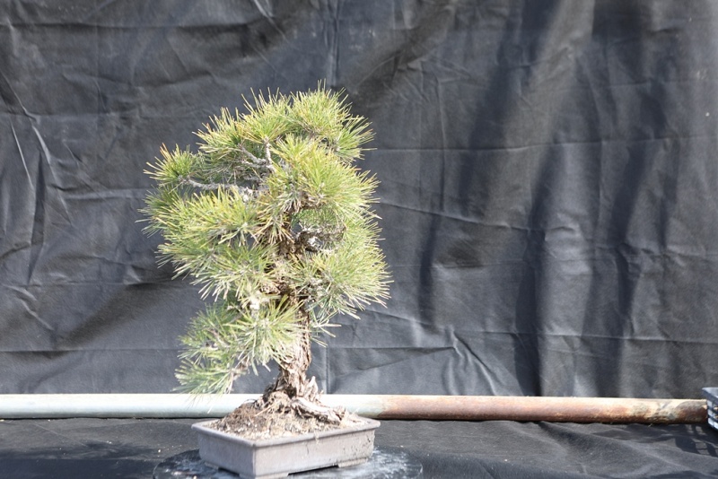 Nishiki Matsu Cork Bark Japanese pine 