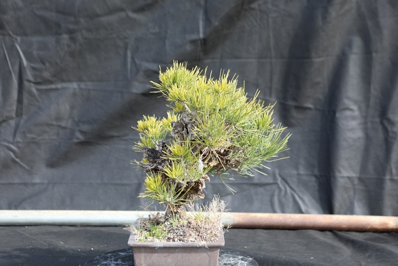 Nishiki Matsu Cork Bark Japanese pine 