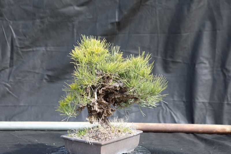 Nishiki Matsu Cork Bark Japanese pine 