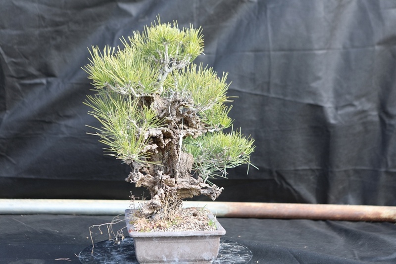 Nishiki Matsu Cork Bark Japanese pine 