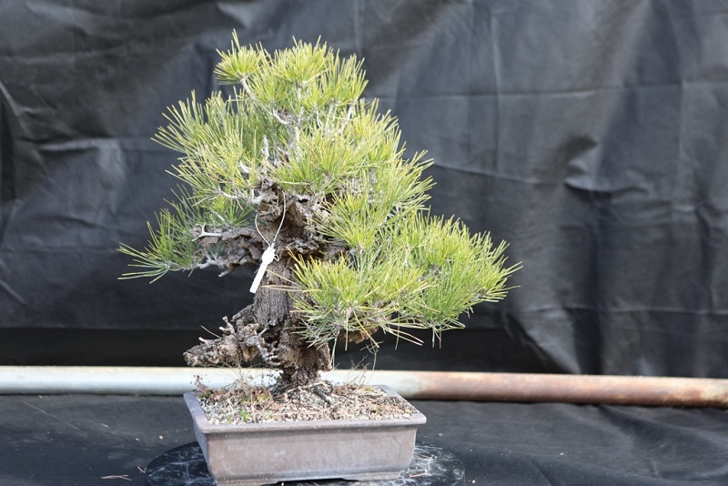 Nishiki Matsu Cork Bark Japanese pine 