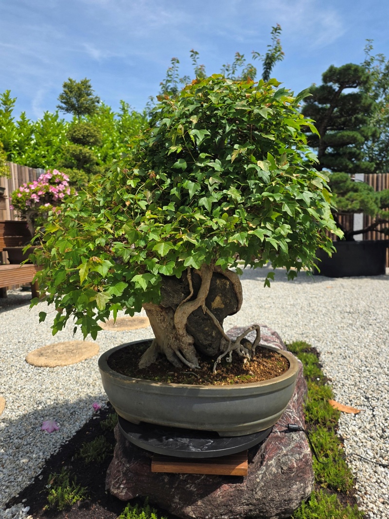Acer Buergerianum