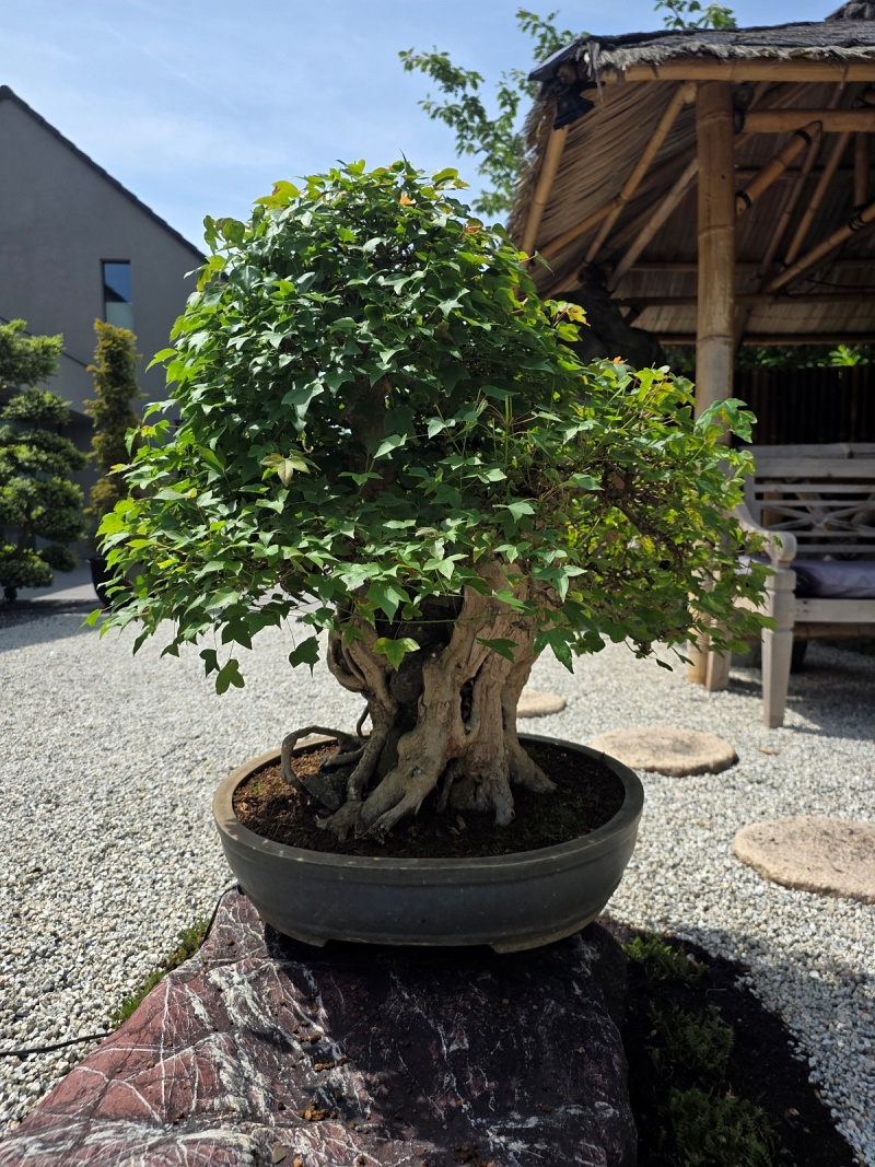 Acer Buergerianum