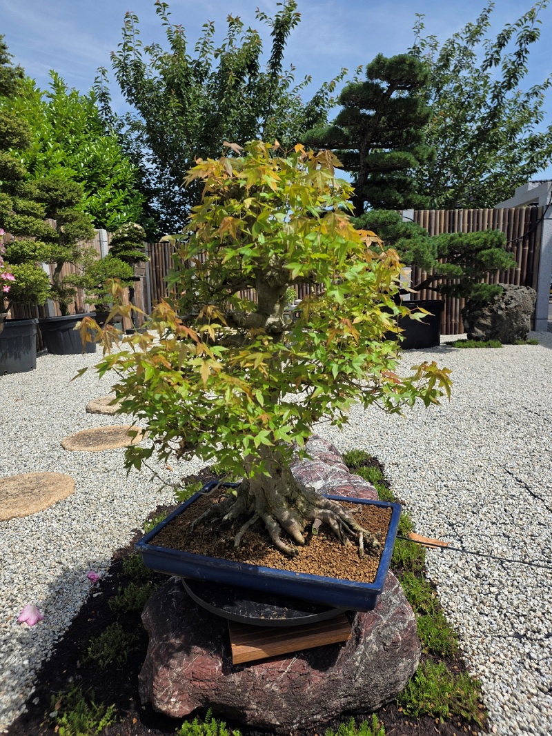 Acer Buergerianum