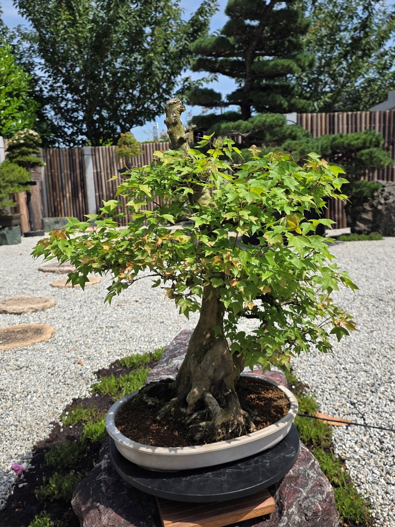 Acer Buergerianum