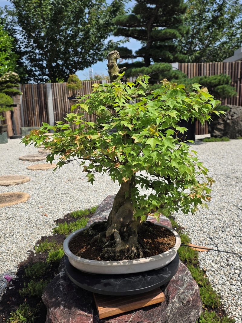 Acer Buergerianum