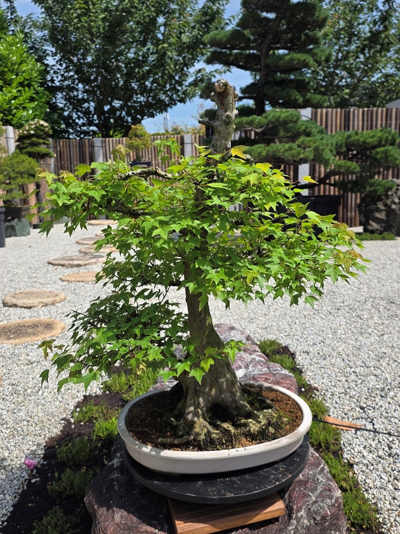 Acer Buergerianum