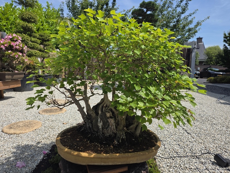 Acer Buergerianum on Rock