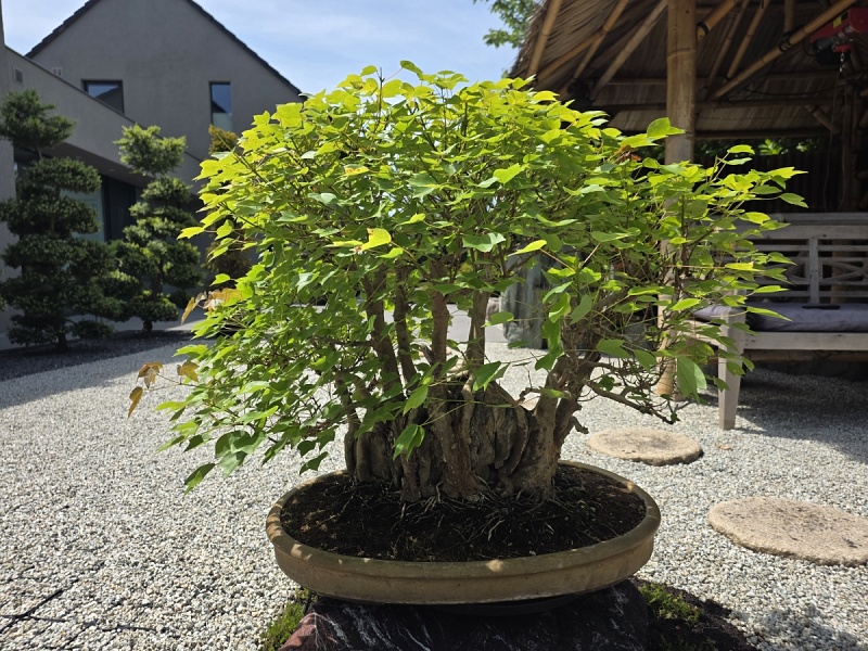 Acer Buergerianum on Rock