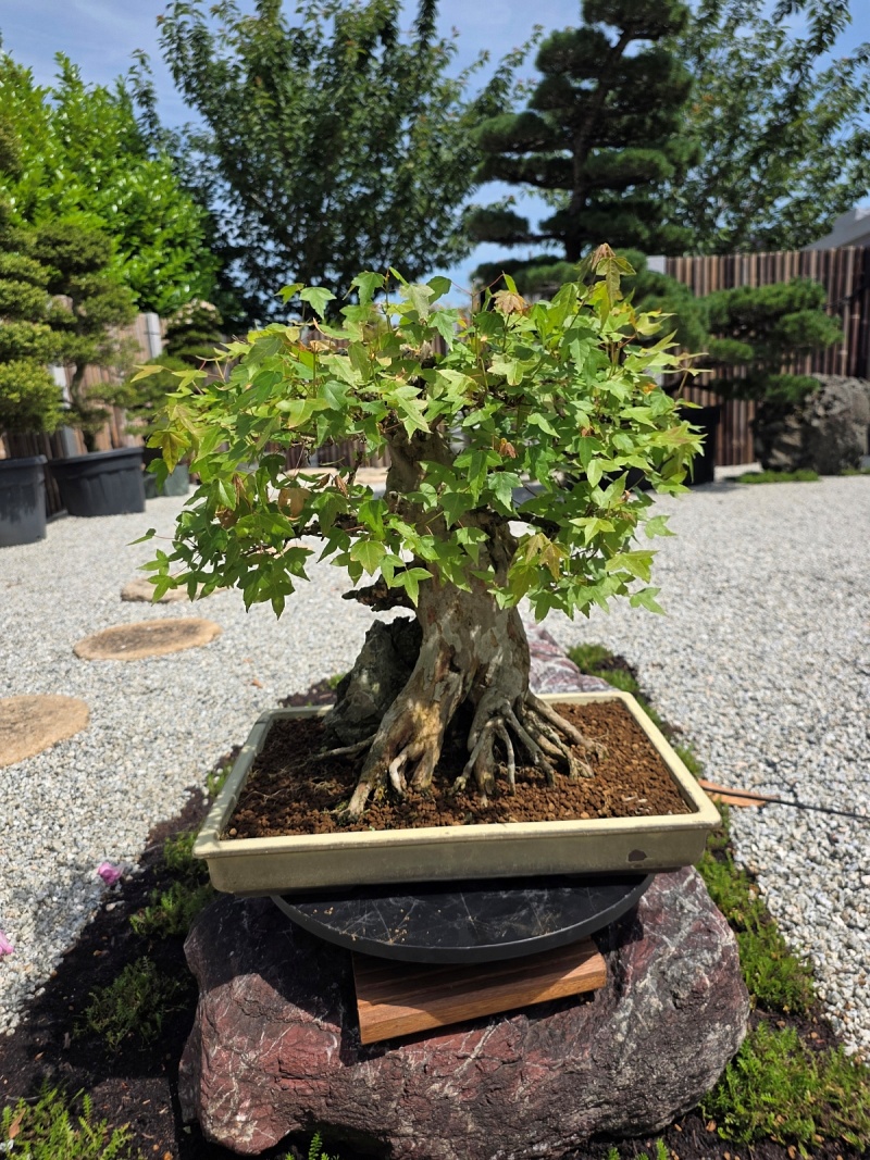 Acer Buergerianum on Rock