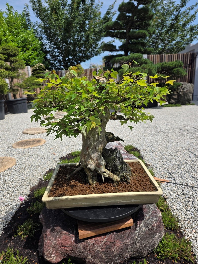 Acer Buergerianum on Rock