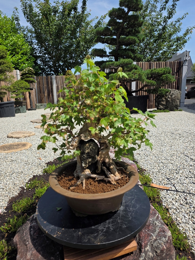 Acer Buergerianum on Rock
