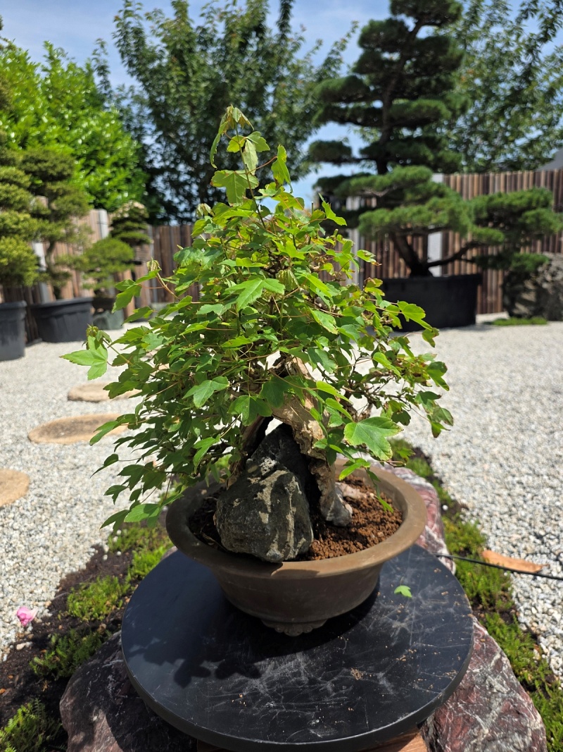Acer Buergerianum on Rock