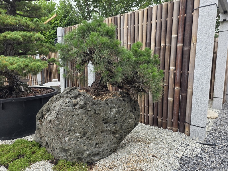 Japanese Black Pine Nishiki Matsu Cork Bark (Pinus Thunbergi