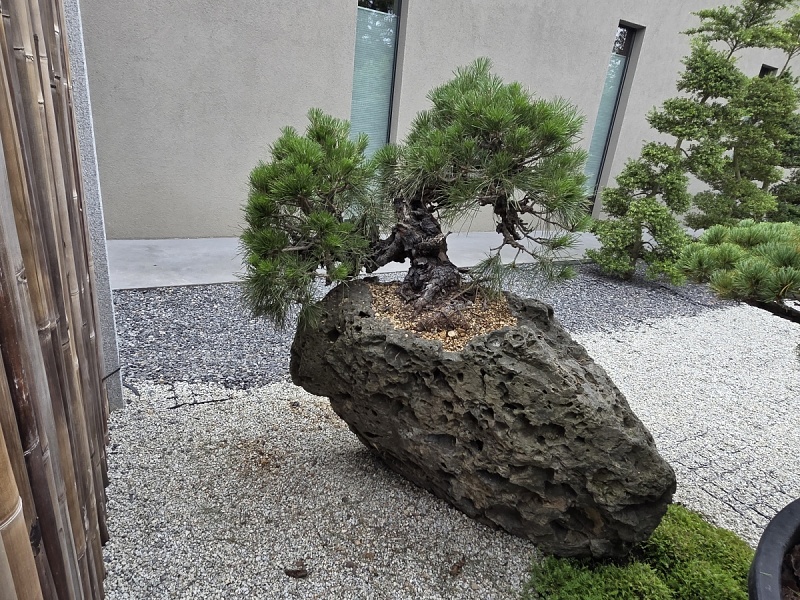 Japanese Black Pine Nishiki Matsu Cork Bark (Pinus Thunbergi
