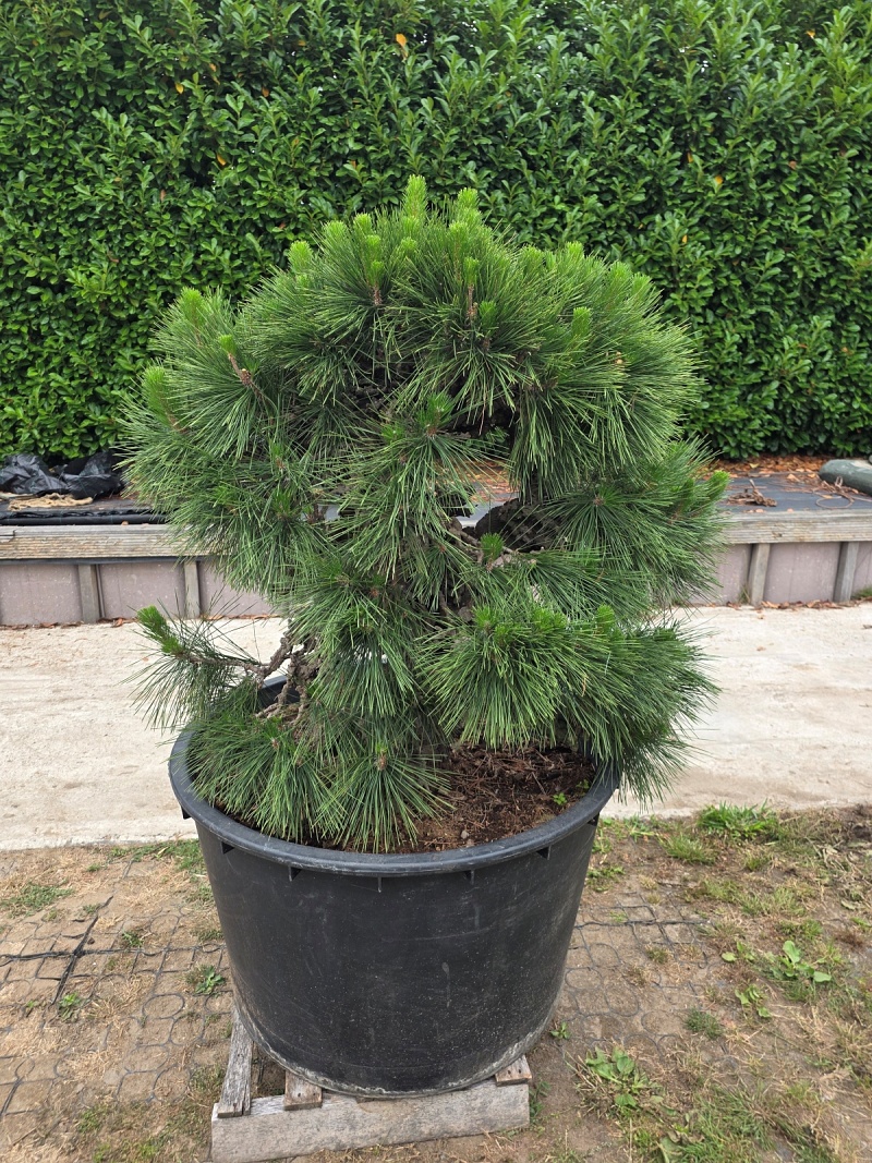 Japanese Black Pine Nishiki Matsu Cork Bark (Pinus Thunberg