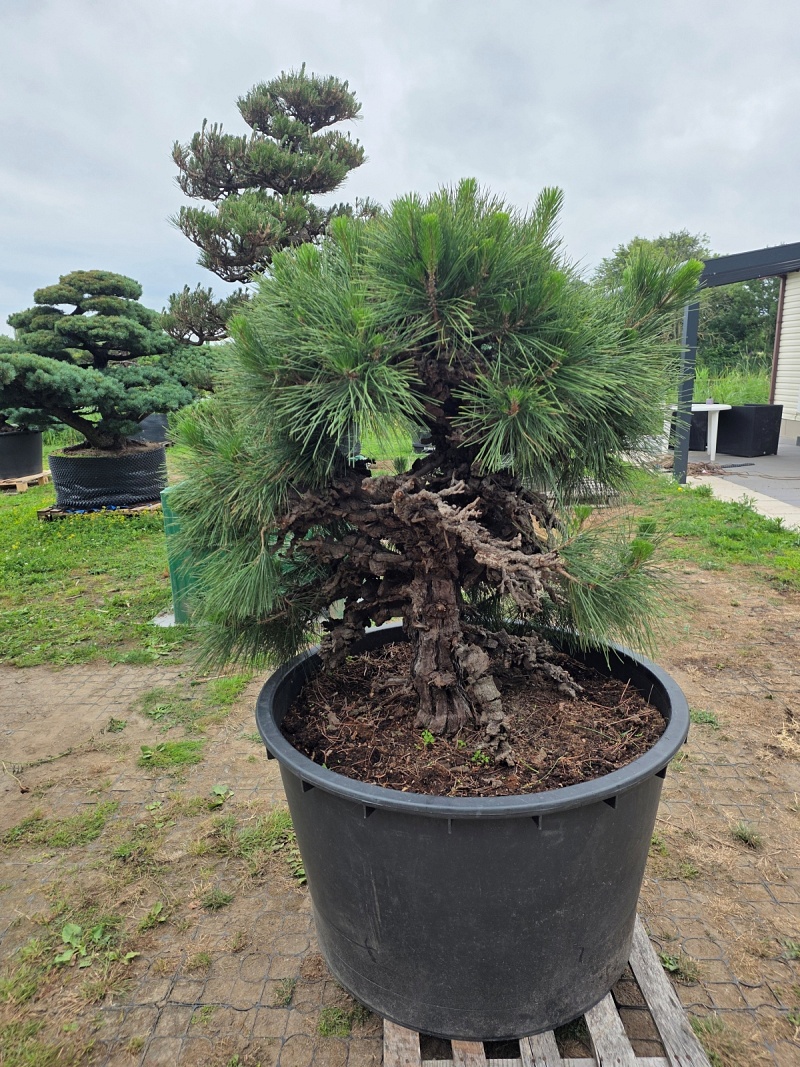 Japanese Black Pine Nishiki Matsu Cork Bark (Pinus Thunberg