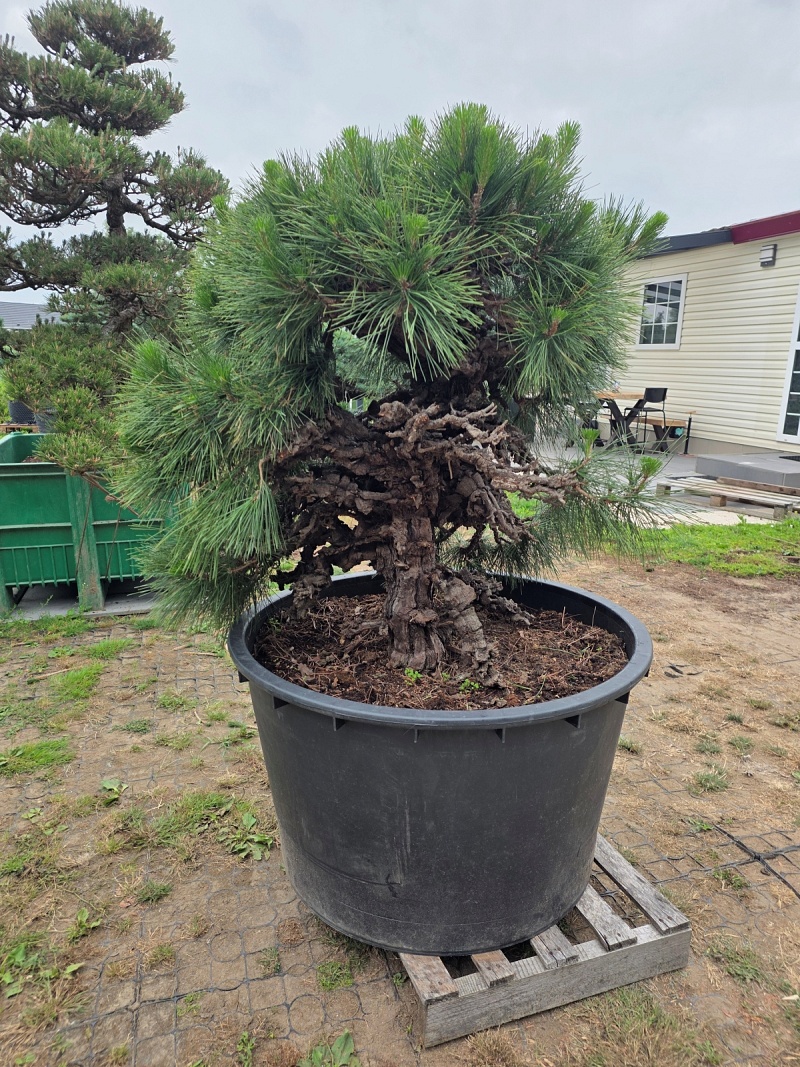 Japanese Black Pine Nishiki Matsu Cork Bark (Pinus Thunberg
